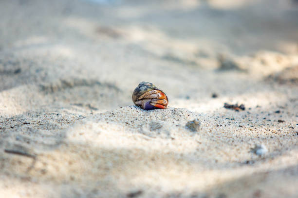 istock Hermit Crab in seashell crawling on the shore 1086669944