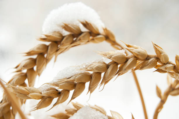 istock Wheat ears are covered with snow 1086671092