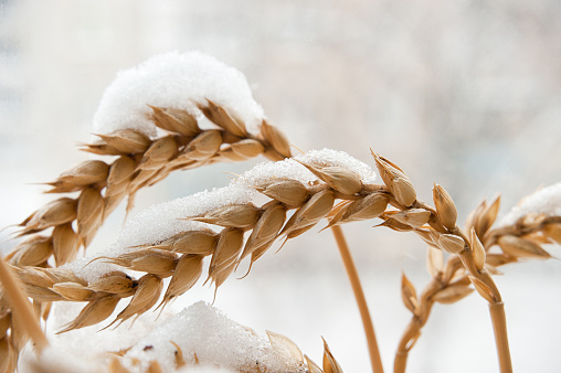 Wheat ears are covered with snow