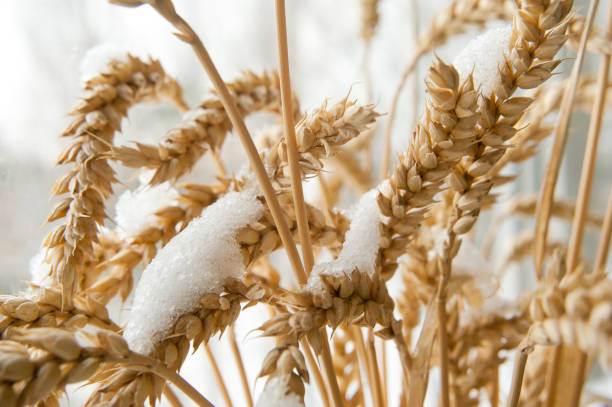 istock Wheat ears are covered with snow 1086671108