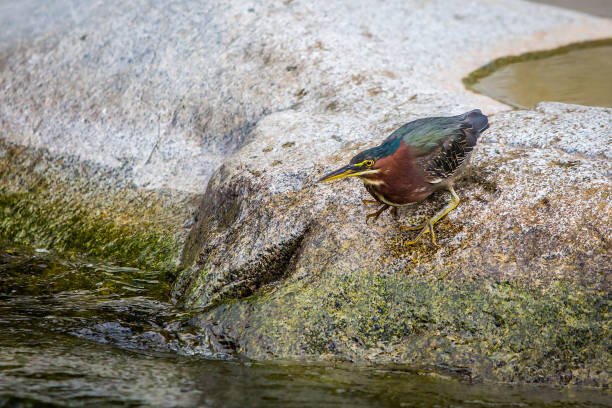Beautiful least bittern bird close up hunting