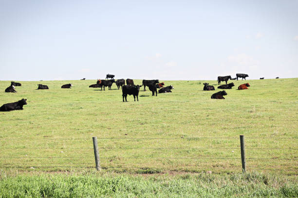 Norman cows prairie