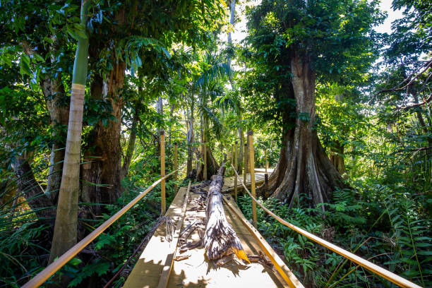 natural pterocarpus forest swamp in puerto rico - forest preserve imagens e fotografias de stock