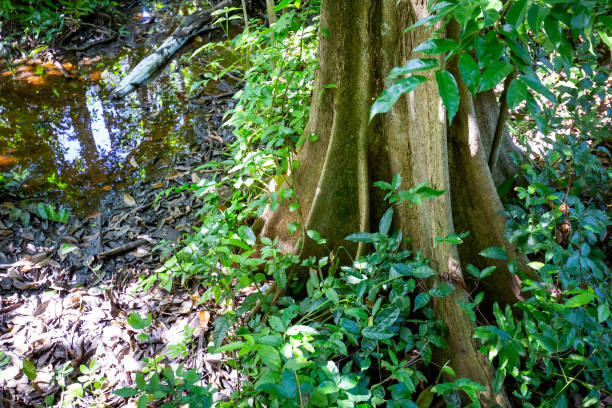 Natural pterocarpus forest swamp in Puerto Rico Natural pterocarpus forest swamp in Puerto Rico Del Mar caruao stock pictures, royalty-free photos & images