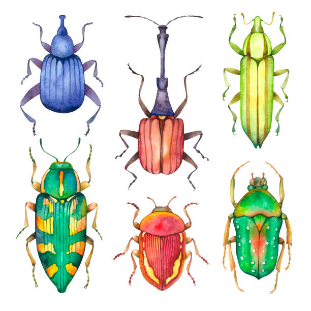 istock Watercolor beetles insect isolated on white background animal bugs 1086671548