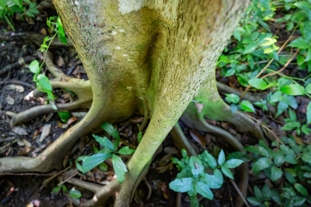 Natural pterocarpus forest swamp in Puerto Rico Natural pterocarpus forest swamp in Puerto Rico Del Mar caruao stock pictures, royalty-free photos & images