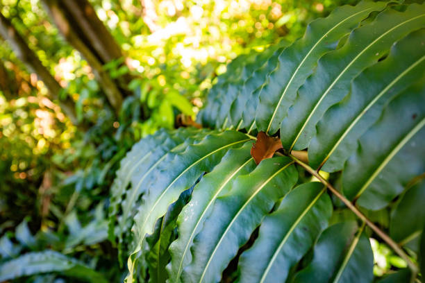 Natural pterocarpus forest swamp in Puerto Rico Natural pterocarpus forest swamp in Puerto Rico Del Mar caruao stock pictures, royalty-free photos & images