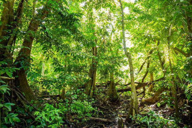 Natural pterocarpus forest swamp in Puerto Rico Natural pterocarpus forest swamp in Puerto Rico Del Mar caruao stock pictures, royalty-free photos & images