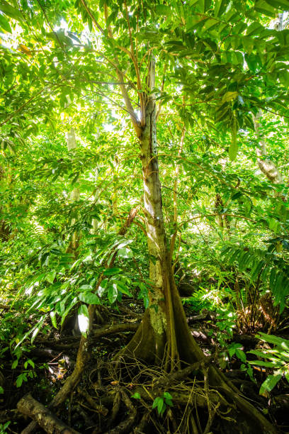 Natural pterocarpus forest swamp in Puerto Rico Natural pterocarpus forest swamp in Puerto Rico Del Mar caruao stock pictures, royalty-free photos & images