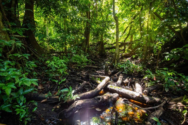 Natural pterocarpus forest swamp in Puerto Rico Natural pterocarpus forest swamp in Puerto Rico Del Mar caruao stock pictures, royalty-free photos & images