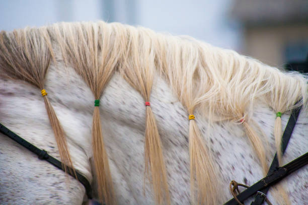 One Animal, Animal Mane, Beauty, Blue, Close-up