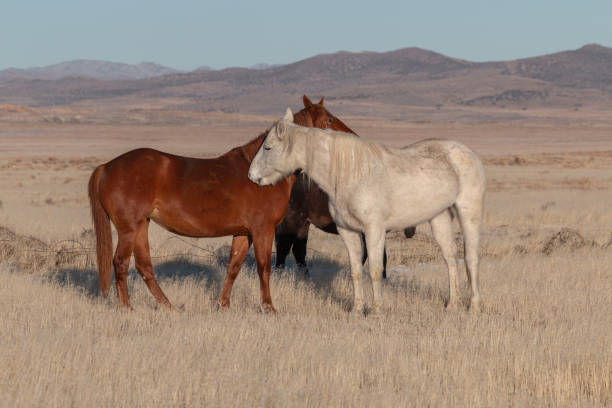 istock Herd of Wild Horses 1086673566