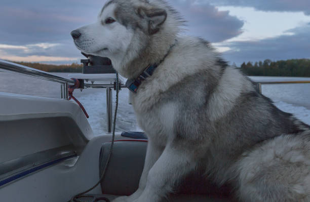 istock Malamute on a boat, love of speed 1086676750