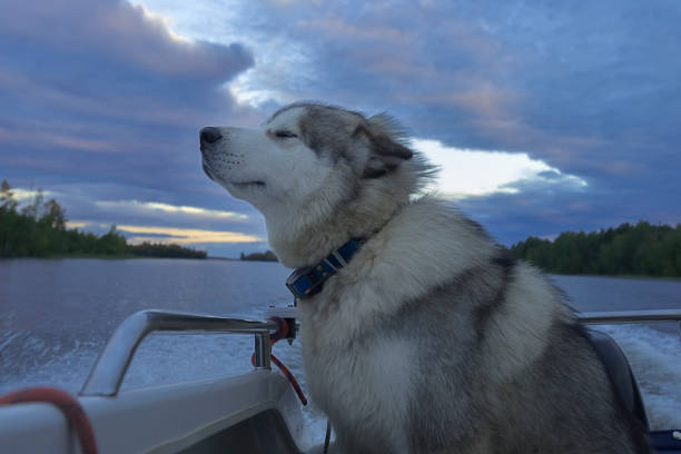 istock Malamute on a boat, love of speed 1086676756