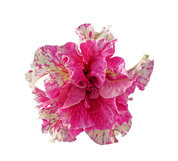 istock Terry petunia flower isolated on white 1086678680