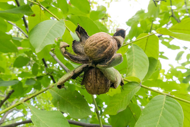 istock Juglans regia ripe walnuts on a branch tree. 1086680160
