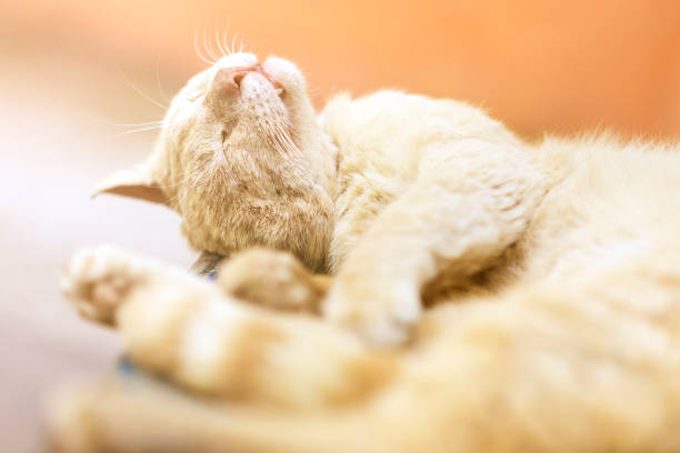 istock Red-headed  cat  (kitten) sleeping lazy on street. 1086680226
