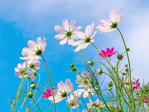 Graceful flowers of cosmos with white, pink, purple petals. Translucent petals of flowers shine through sunlight on blue sky.