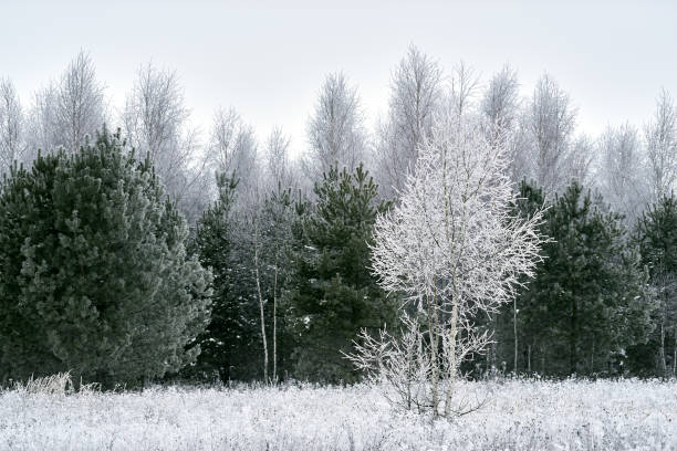 Winter frosted pine tree and birch tree, field grass, white cloudy sky
