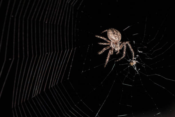 istock European garden spider 1086681708