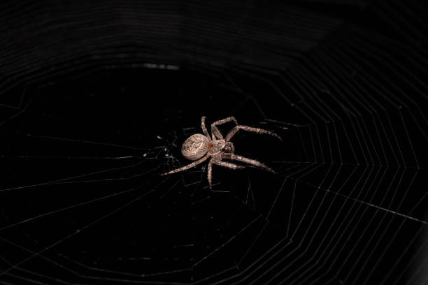 istock European garden spider 1086681734