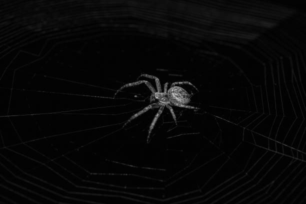 istock European garden spider 1086681754