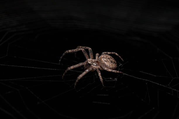 istock European garden spider 1086681792