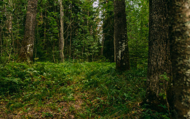 istock fresh green nature walk through the forest 1086681812