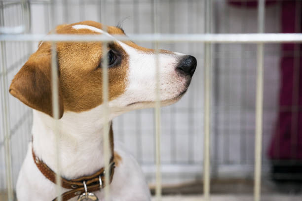istock cute dog breed jack russel terrier sits in an iron cage 1086681824