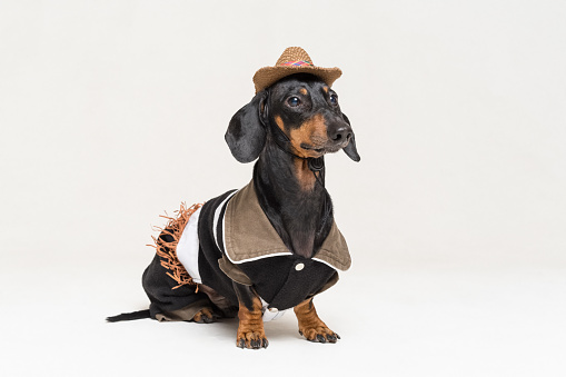 Retrato de primer plano en perro dachshund de crecimiento completo con traje de vaquero y sombrero occidental aislado sobre fondo gris. photo
