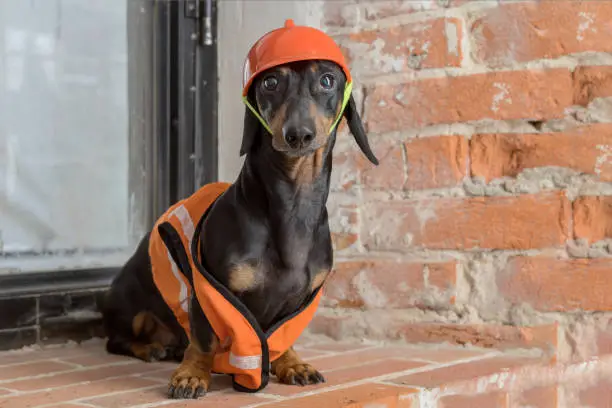 Photo of Dachshund dog, black and tan, sits on the background of a dirty window and a brick wall, in an orange construction vest and helmet during a building renovation