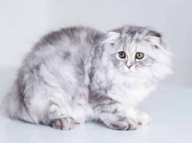 istock Animals. White gray fluffy cat, white background 1086686534