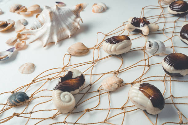 istock Chocolate candies, traditional Belgian shell shape. 1086687628