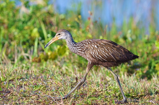 A juvenile limpkin walks along a grassy area.