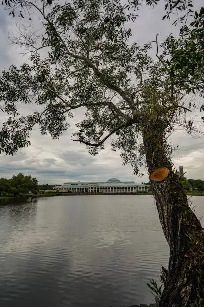 A solitary tree near a lake near sarawak state library