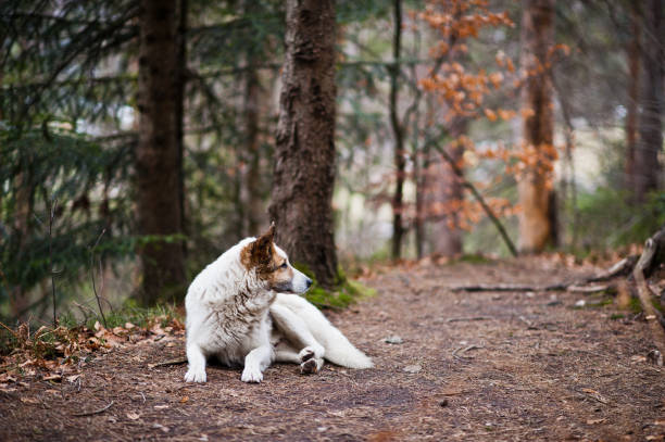 Wild lonely white dog in forest at Carpathian mountains.