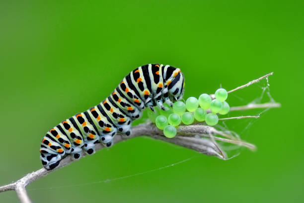 istock Monarch butterfly from caterpillar and eggs 1086693028