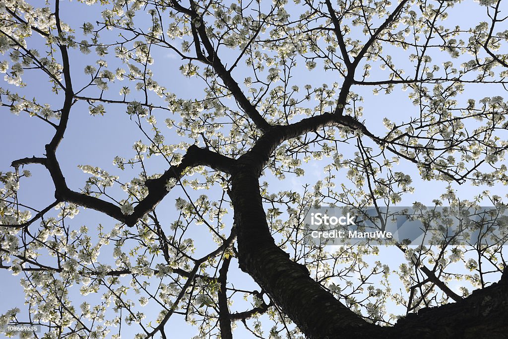 Pommier sur fond de printemps - Photo de Arbre libre de droits