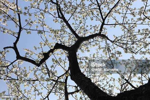 Apple Дерево Весной Нижней Видом — стоковые фотографии и другие картинки Без людей - Без людей, Весна, Ветвь - часть растения