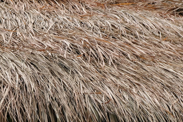 istock roof dry grass background 1086698220