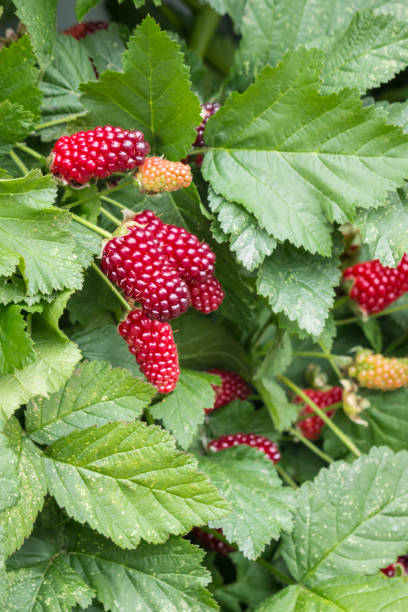 istock organic boysenberries growing on boysenberry bush 1086699612
