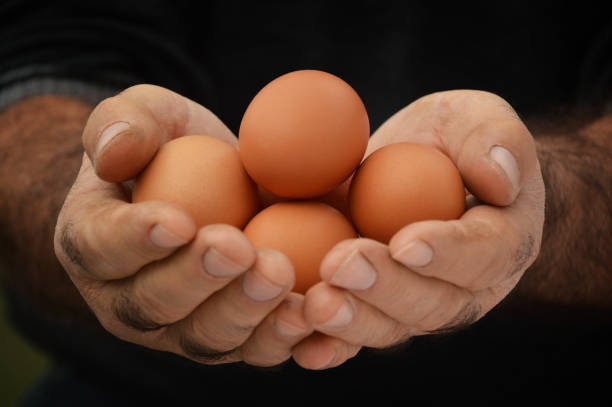 istock Organic eggs, old farmer hands holding organic eggs 1086701152