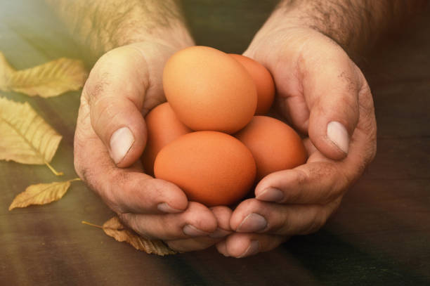istock Organic eggs, old farmer hands holding organic eggs 1086702578