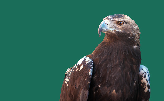Spanish imperial eagle\nor Aquila adalberti. Isolated over green background with space for text