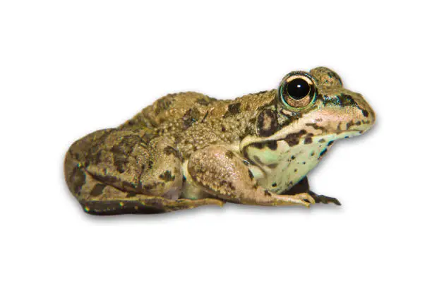 Iberian waterfrog or Pelophylax perezi. Isoltated over white background