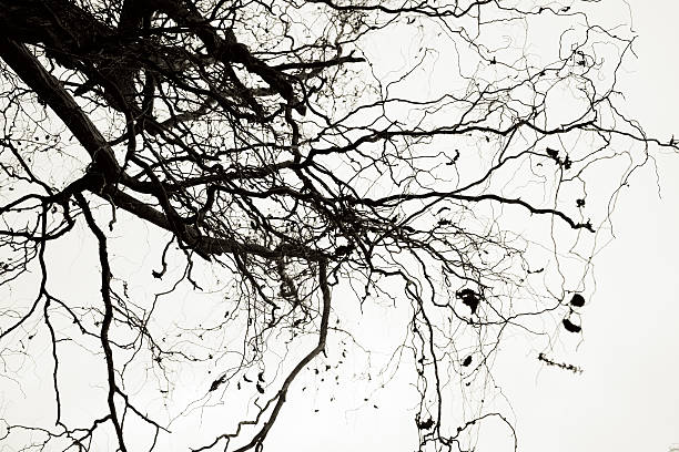 sorrowful branches stock photo