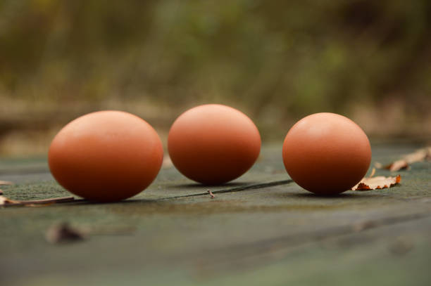 fresh, organic brown eggs on wood table - 2271 imagens e fotografias de stock