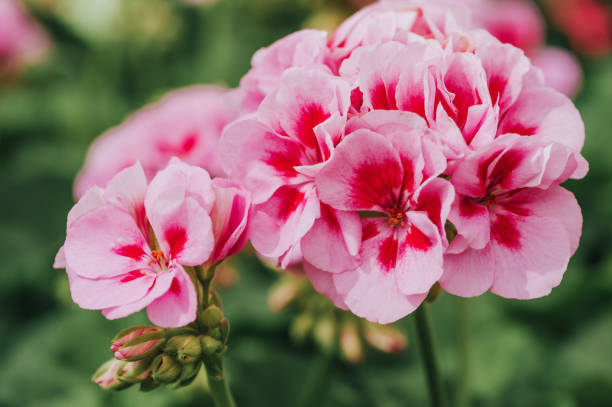 istock Close up image of bright pink geranium on green background 1086707834