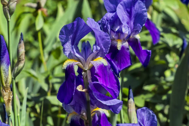 istock German Iris, 