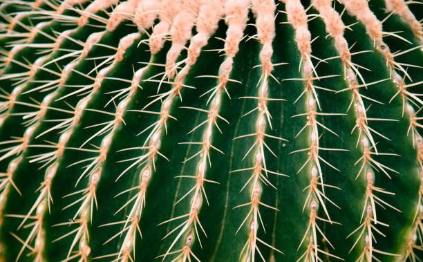 close up golden barrel cactus in backfround gold ball , echinocactus grusonii in cactus garden - backfround imagens e fotografias de stock